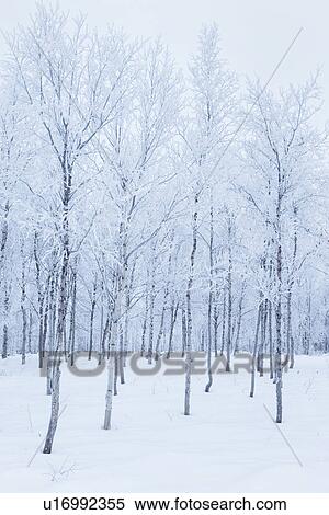 Snow and hoar frost-covered trees, Karesuando, Sweden View Large Photo Image Stock Photography - Snow and hoar frost-covered trees, Karesuando, Sweden. Fotosearch
