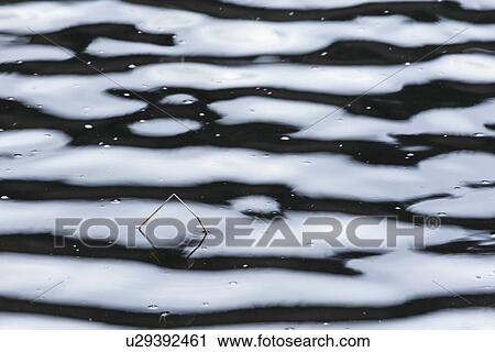 Stock Image - Study of raindrops and reeds, Glen Coe Lochan, Scotland. Fotosearch