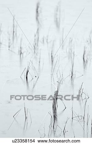 Picture - Study of raindrops and reeds, Loch Urr, Glen Coe, Scotland. Fotosearch