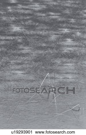 Study of raindrops and reeds, Loch Urr, Glen Coe, Scotland View Large Photo Image Stock Image - Study of raindrops and reeds, Loch Urr, Glen Coe, Scotland. Fotosearch