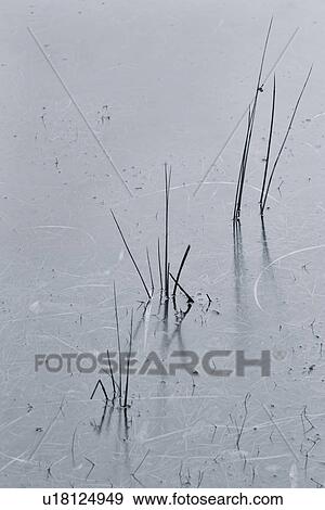 Stock Photo - Study of raindrops and reeds, Loch Urr, Glen Coe, Scotland. Fotosearch