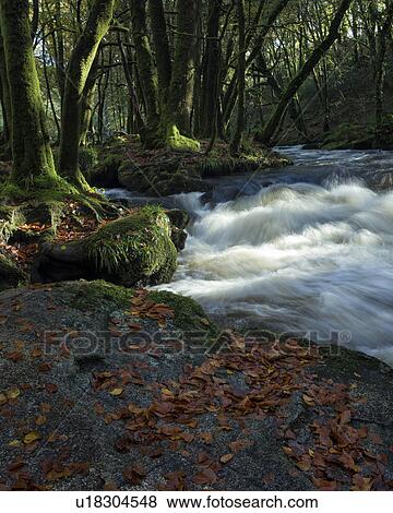 Waterfall in autumn, Golitha Falls, Devon, England View Large Photo Image Stock Photo - Waterfall in autumn, Golitha Falls, Devon, England. Fotosearch