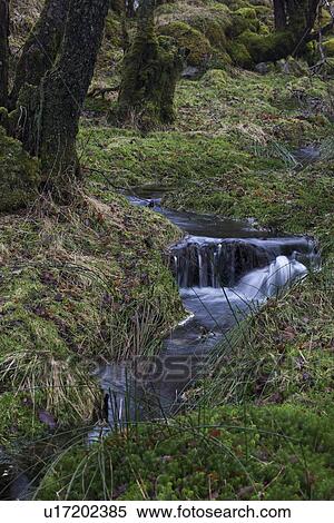Stock Photography - Woodland view, Glen Orchy, Scotland. Fotosearch