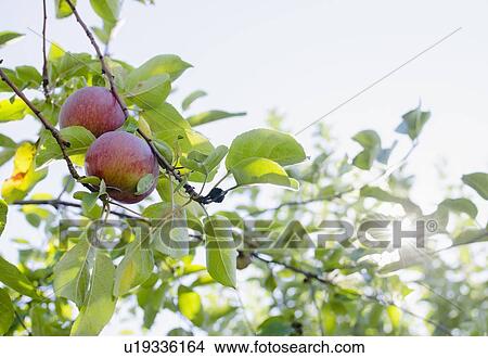 Picture - Apples on tree. Fotosearch