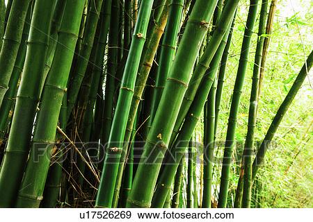 Stock Photo - Bamboo grove. Fotosearch