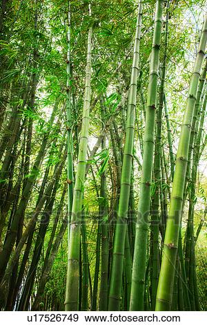 Bamboo grove View Large Photo Image Stock Photo - Bamboo grove. Fotosearch
