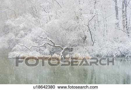 Central Park, Pond in winter View Large Photo Image Stock Image - Central Park, Pond in winter. Fotosearch
