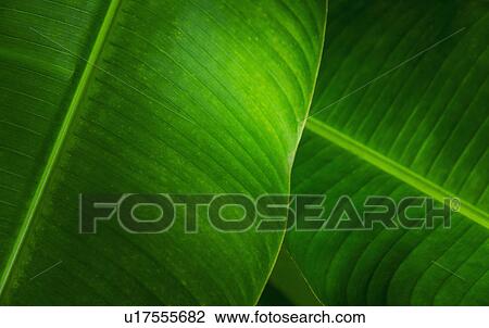 Close-up of green leaves View Large Photo Image Stock Image - Close-up of green leaves. Fotosearch