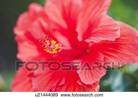 Stock Photo - Close up of hibiscus. Fotosearch