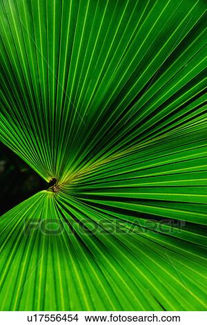 Picture - Close-up of palm leaf. Fotosearch