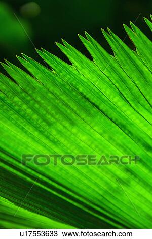 Stock Image - Close-up of palm leaf. Fotosearch