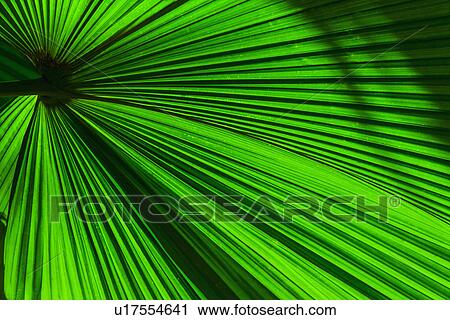 Stock Image - Close-up of palm leaf. Fotosearch
