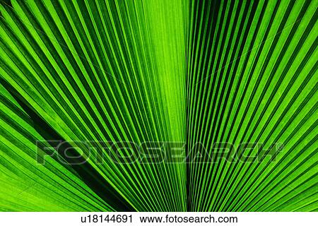 Stock Image - Close-up of palm leaf. Fotosearch