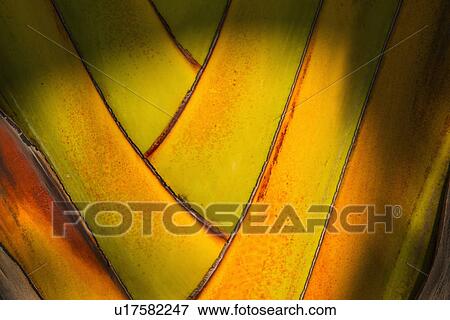 Close-up of palm tree View Large Photo Image Stock Photo - Close-up of palm tree. Fotosearch
