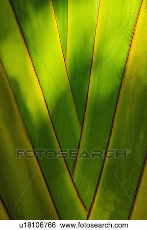 Stock Photograph - Close-up of palm tree. Fotosearch