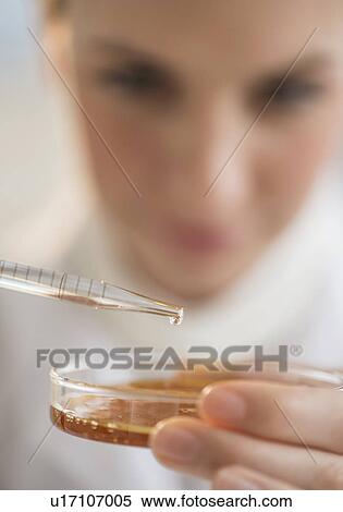 Close-up of scientist using pipette and petri dish View Large Photo Image Stock Photography - Close-up of scientist using pipette and petri dish. Fotosearch