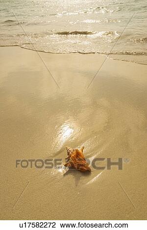 Conch shell on beach View Large Photo Image Stock Image - Conch shell on beach. Fotosearch