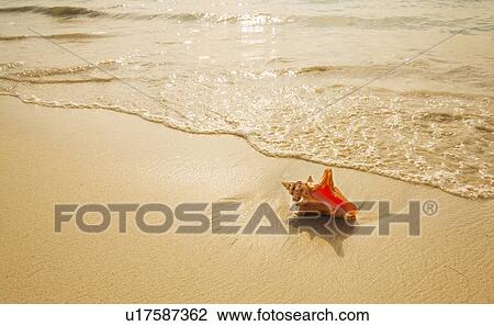 Conch shell on beach View Large Photo Image Stock Image - Conch shell on beach. Fotosearch