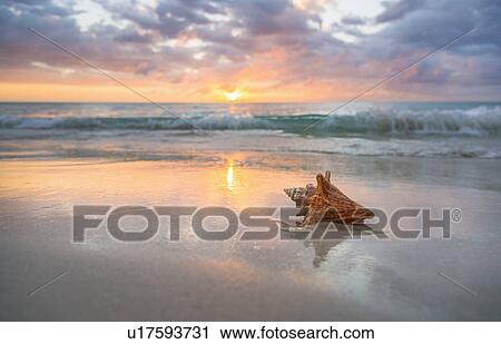 Conch shell on beach View Large Photo Image Stock Image - Conch shell on beach. Fotosearch
