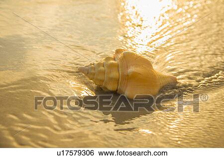 Stock Photograph - Conch shell on beach. Fotosearch