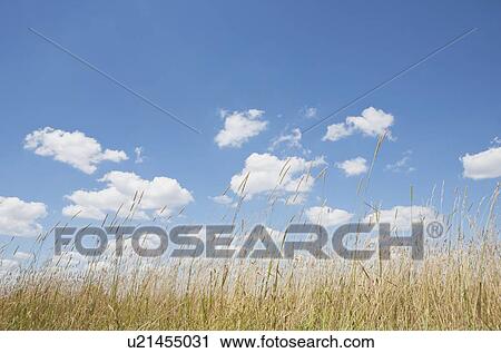 Stock Image - Cumulus clouds above grassy field. Fotosearch