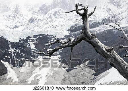 Stock Image - Dead tree in front of Cordillera del Paine . Fotosearch