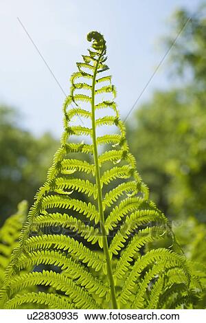 Stock Photography - Detail of fern. Fotosearch