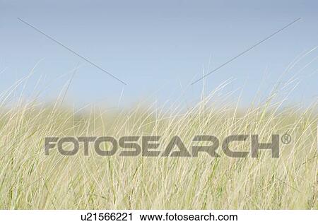 Stock Image - Dune Grass on empty sky. Fotosearch