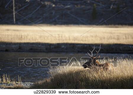 Stock Photo - Elk resting by river. Fotosearch