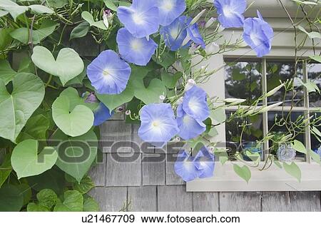 Flowers growing over wooden building View Large Photo Image Stock Photo - Flowers growing over wooden building. Fotosearch