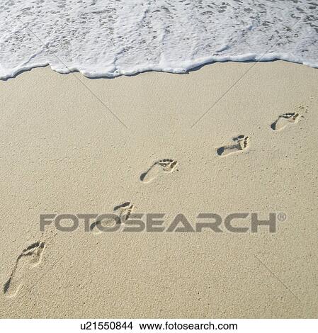 Footprints on Sandy Beach leading into sea View Large Photo Image Picture - Footprints on Sandy Beach leading into sea. Fotosearch