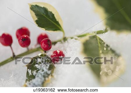 Green branch with berries covered with snow View Large Photo Image Stock Image - Green branch with berries covered with snow. Fotosearch