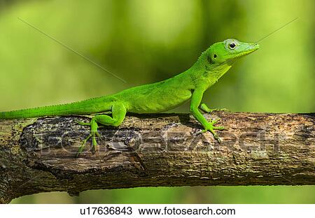 Green gecko on branch View Large Photo Image Stock Image - Green gecko on branch. Fotosearch