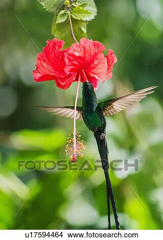 Hummingbird feeding with flower nectar View Large Photo Image Picture - Hummingbird feeding with flower nectar. Fotosearch