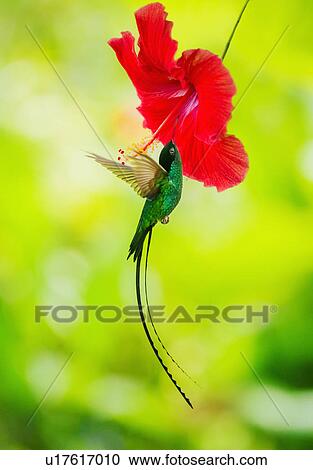 Stock Image - Hummingbird feeding with flower nectar. Fotosearch