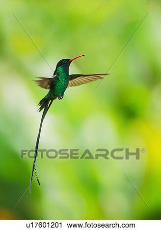 Stock Image - Hummingbird in flight. Fotosearch