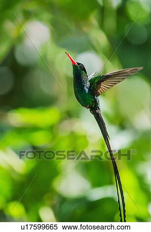 Hummingbird in flight View Large Photo Image Stock Photography - Hummingbird in flight. Fotosearch