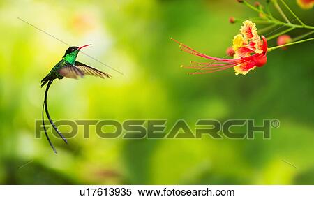 Stock Photography - Hummingbird in flight. Fotosearch