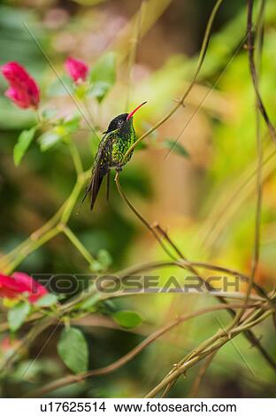Hummingbird perching on twig View Large Photo Image Picture - Hummingbird perching on twig. Fotosearch