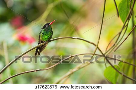 Stock Photograph - Hummingbird perching on twig. Fotosearch