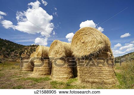 Idyllic scene of hay stacks on field View Large Photo Image Stock Photography - Idyllic scene of hay stacks on field. Fotosearch