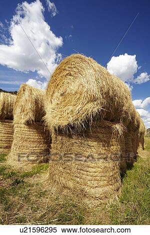 Stock Photography - Idyllic scene of hay stacks on field. Fotosearch