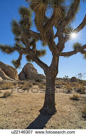 Joshua Tree National Park View Large Photo Image Stock Photo - Joshua Tree National Park. Fotosearch