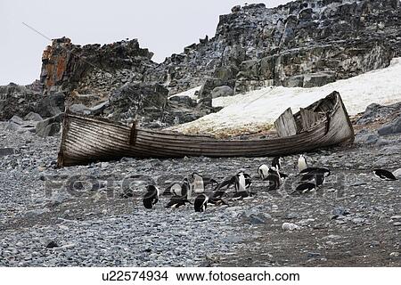 Medium group of penguins resting at beach View Large Photo Image Picture - Medium group of penguins resting at beach. Fotosearch