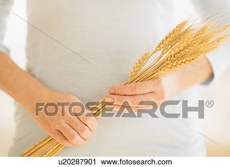 Stock Image - Mid section of woman holding dry wheat. Fotosearch