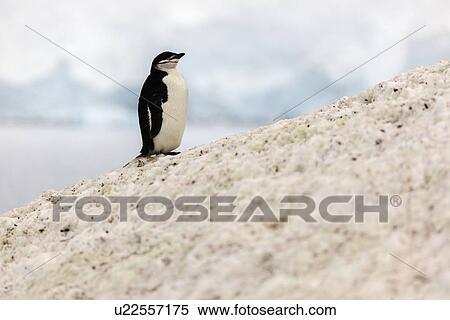 Stock Photography - One penguin standing at the edge of rock. Fotosearch