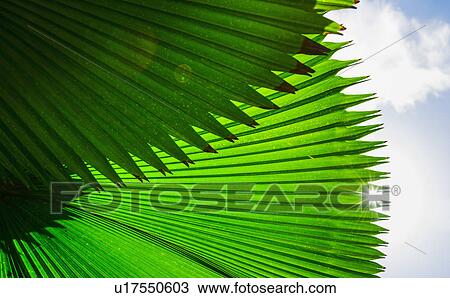 Palm frond against sky View Large Photo Image Stock Image - Palm frond against sky. Fotosearch