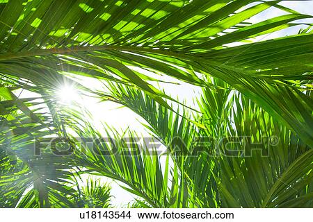 Palm leaves View Large Photo Image Picture - Palm leaves. Fotosearch