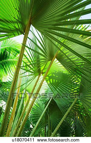Palm leaves View Large Photo Image Stock Image - Palm leaves. Fotosearch