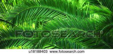 Palm leaves View Large Photo Image Stock Image - Palm leaves. Fotosearch